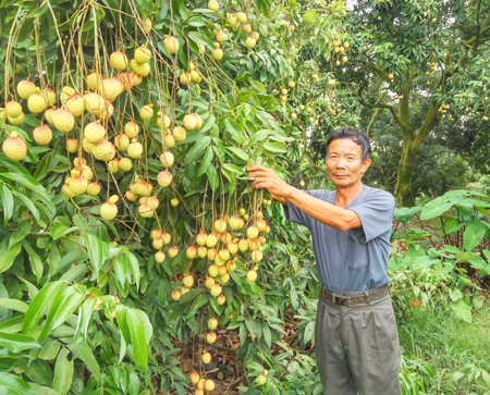   Vải u trứng ngọt thơm, giá cao gấp gần 3 lần vải lai u