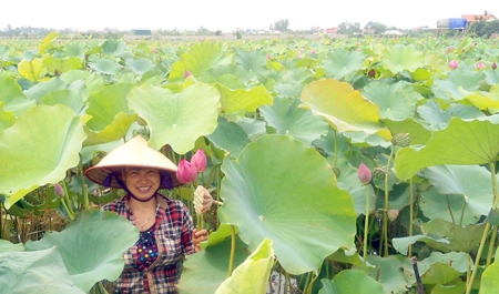   Hưng Yên mùa sen nở