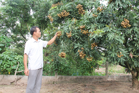   Nhãn sớm Hồng Nam có giá 60 -70 nghìn đồng/kg