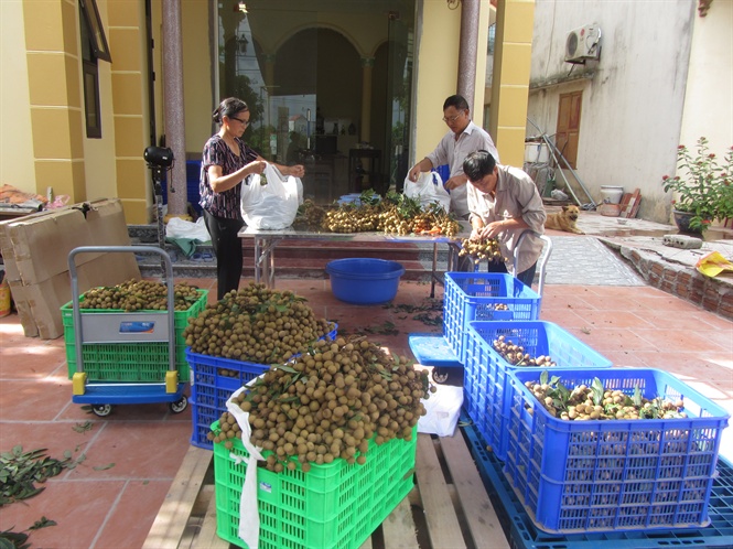   Vựa nhãn lồng tiến vua ước thu trăm tỷ vụ này