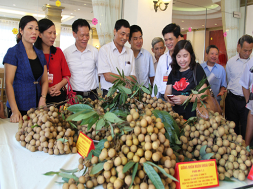   Sắp diễn ra Lễ hội tôn vinh Nhãn lồng Hưng Yên lần thứ nhất