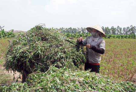   Tinh dầu húng quế "made in" làng đảo Vân Nghệ