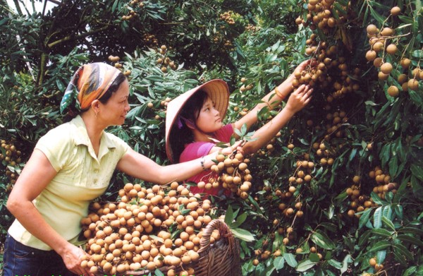   Sắp diễn ra lễ hội tôn vinh nhãn lồng Hưng Yên lần thứ nhất