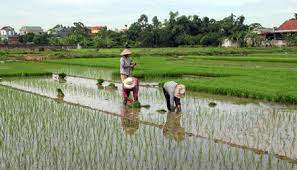   Thông báo tình hình sinh vật gây hại 01 tháng qua