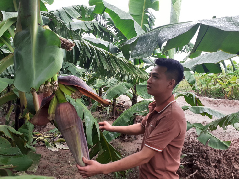   Thành phố Hưng Yên: Xây dựng mã số vùng trồng OTAS trong sản xuất, tiêu thụ chuối hàng hóa