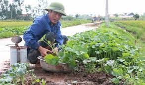   Về việc đẩy nhanh tiến độ trồng cây vụ Đông, chuẩn bị sản xuất vụ Xuân và chủ động điều khiển ra hoa trên nhãn, vải