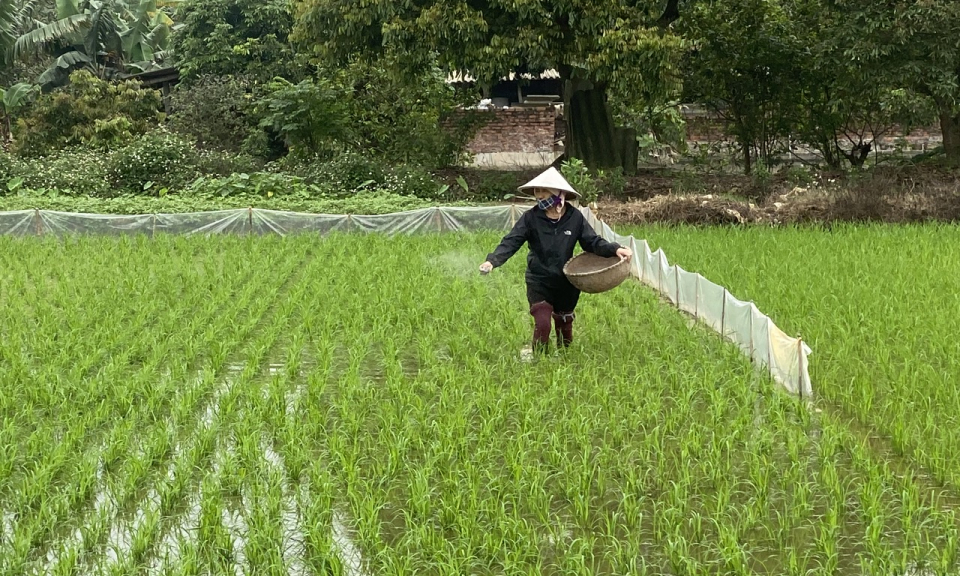   Tập trung chỉ đạo phòng trừ sâu, bệnh hại lúa vụ Xuân từ nay đến cuối vụ