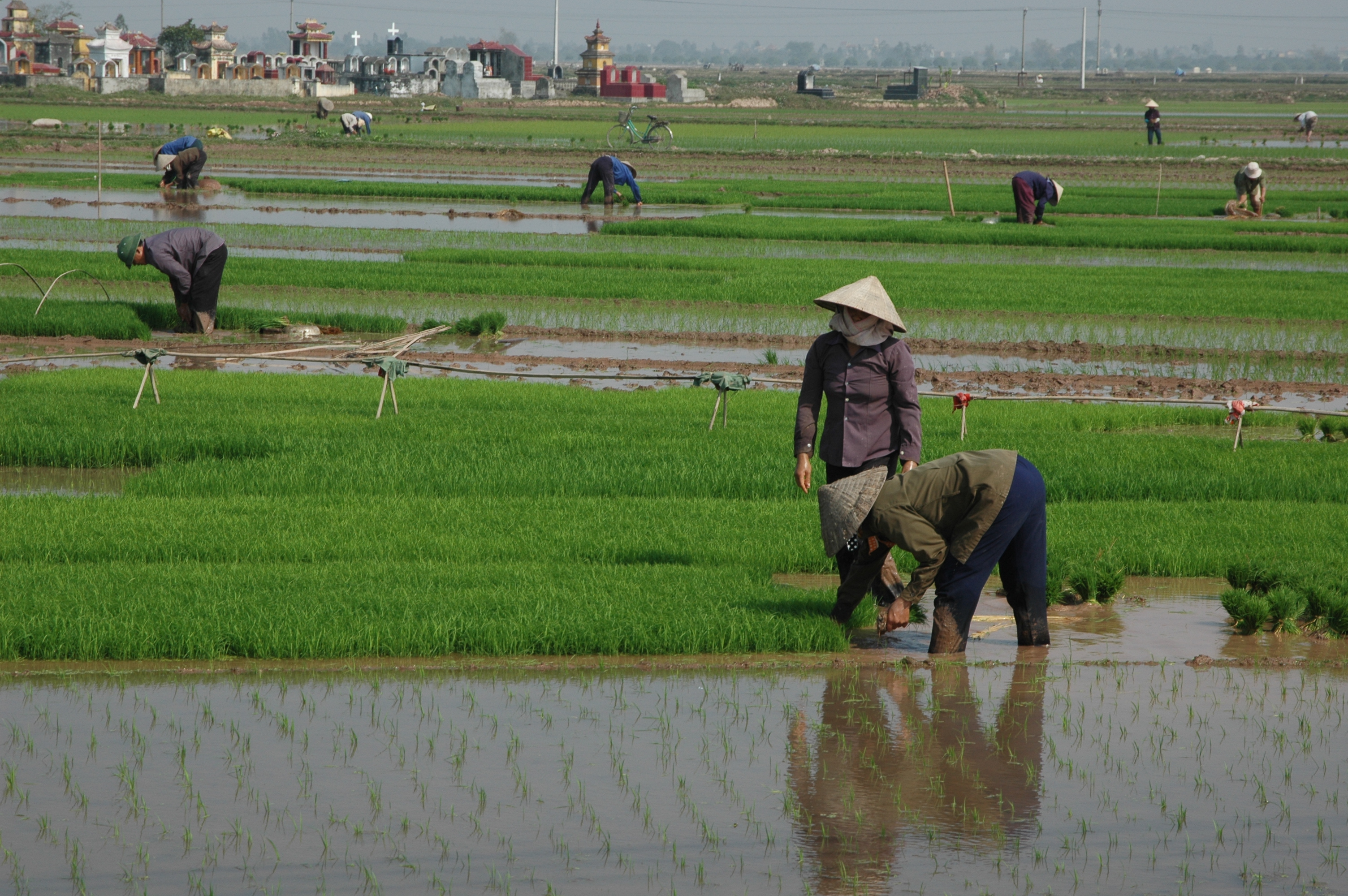   GIẢI PHÁP ĐẢM BẢO SẢN XUẤT LÚA XUÂN 2016