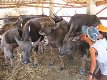   Kỹ thuật nuôi và vỗ béo trâu thịt