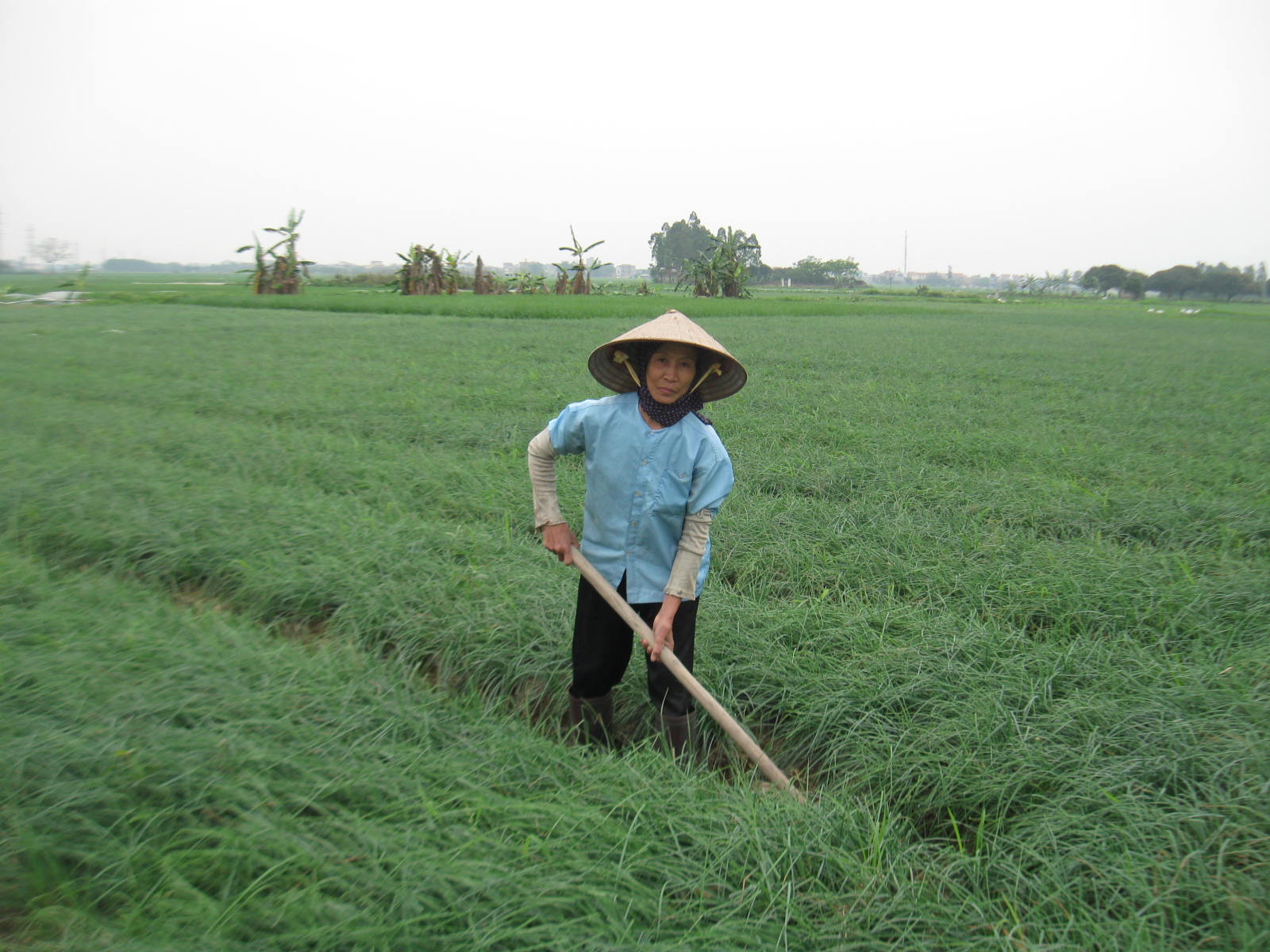   BẢO QUẢN KIỆU GIỐNG THEO PHƯƠNG PHÁP TRUYỀN THỐNG