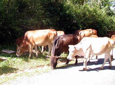   Phòng chống rét cho trâu bò